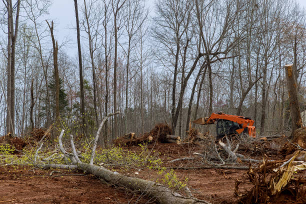 Best Residential Tree Removal  in Newport East, RI