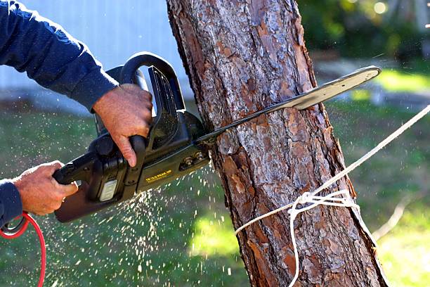 Trusted Newport East, RI Tree Removal Services Experts