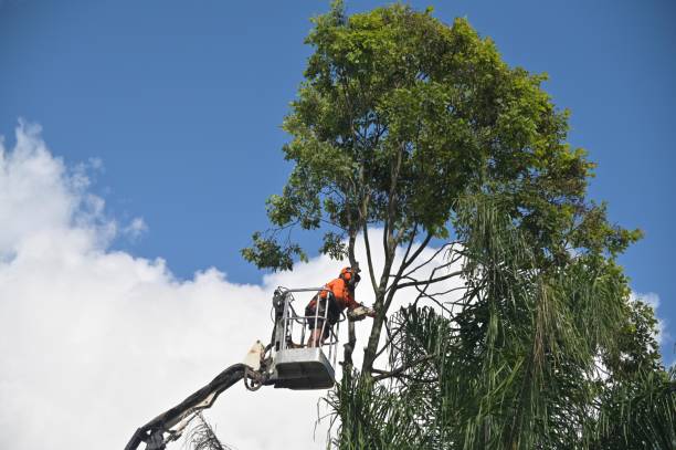 Best Tree Risk Assessment  in Newport East, RI